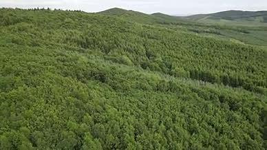 田间树林自然风景大自然的美景视频的预览图